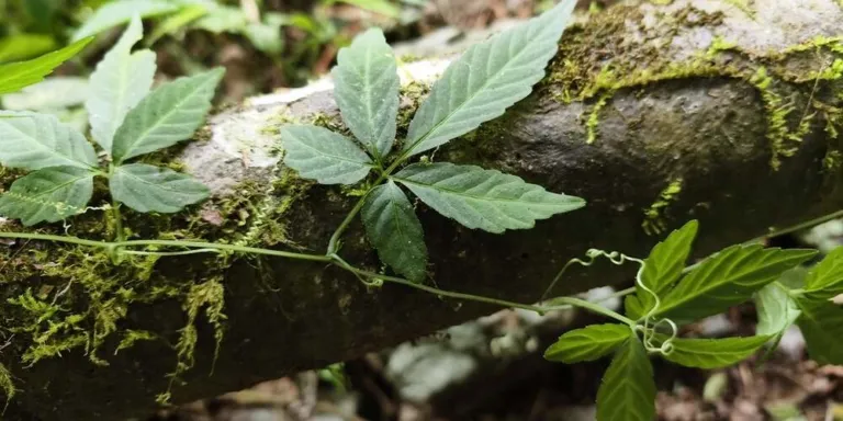 Gynostemma pentaphyllum climbing over a mossy log in forest at Wulai, New Taipei, Taiwan