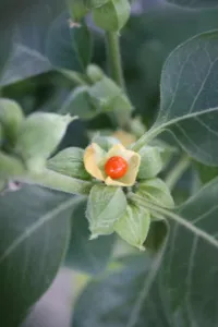 Withania somnifera ashwagandha ripe orange berry inside a papery calyx