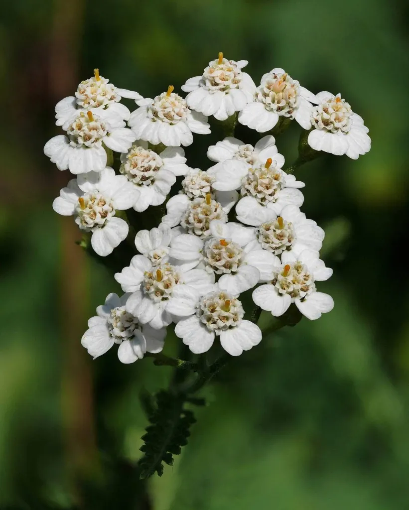 Yarrow, Achillea millefolium, flat white flower heads