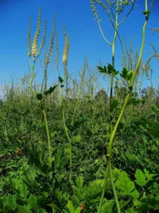 Whole black cohosh plant Actaea racemosa in flower with tall stems and divided leaves, cultivated in Germany