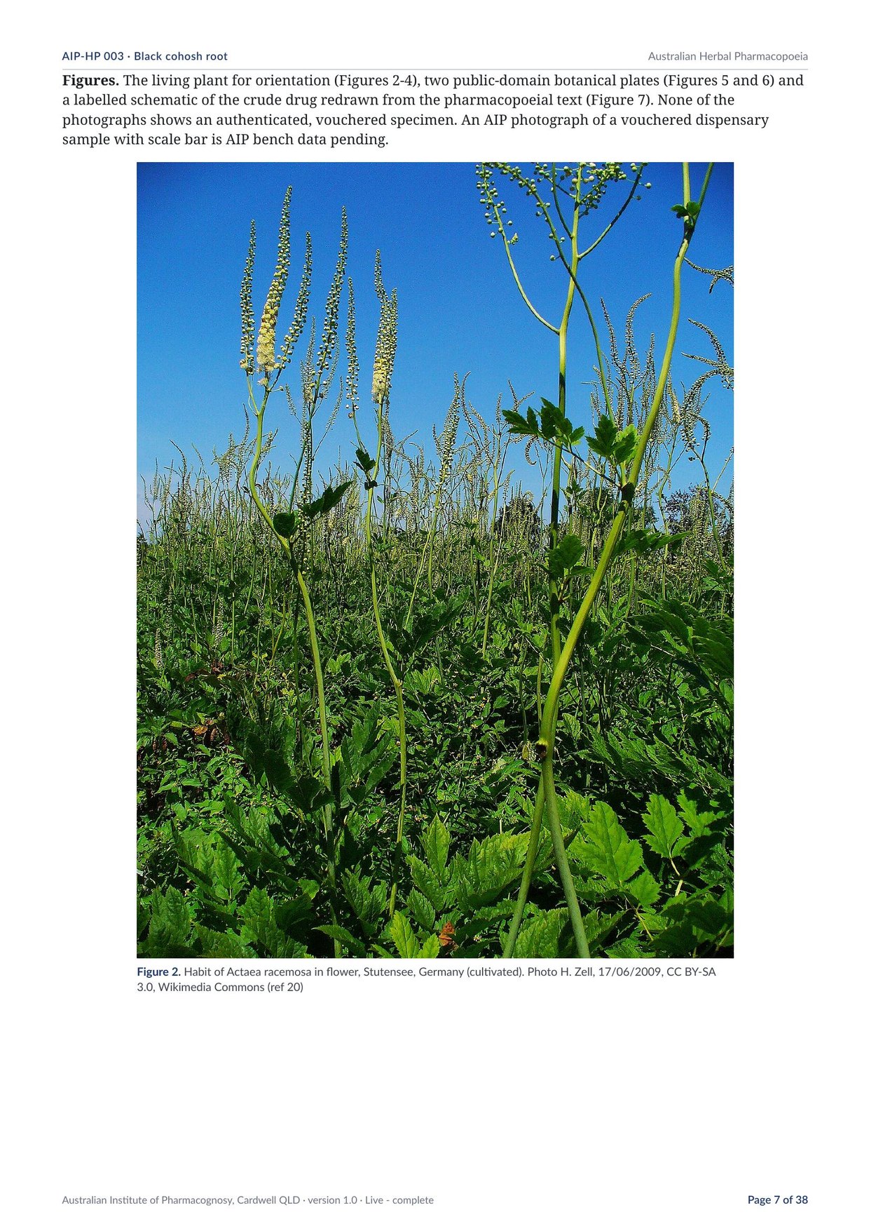 Page 7 of Black cohosh root