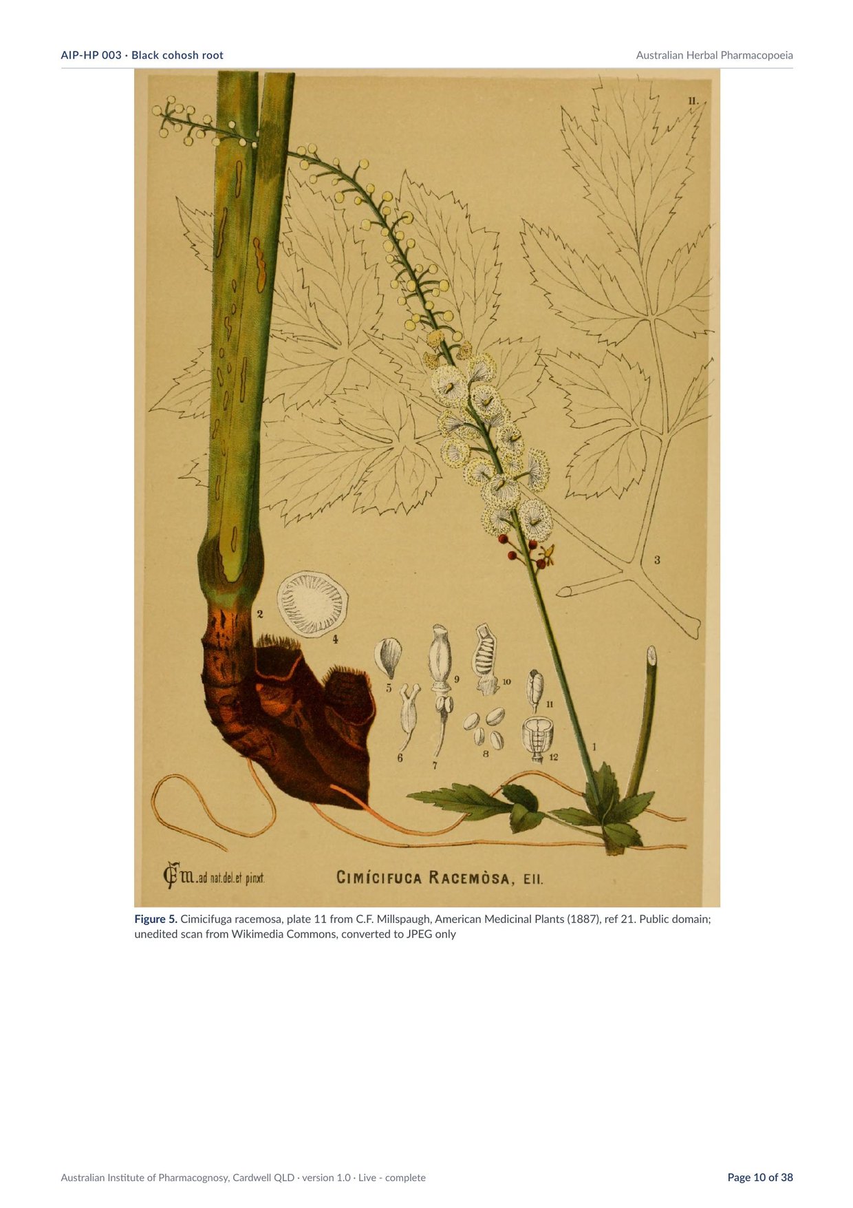 Page 10 of Black cohosh root