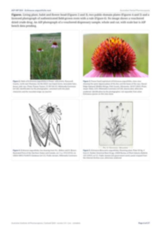 Page 6 of Echinacea angustifolia root