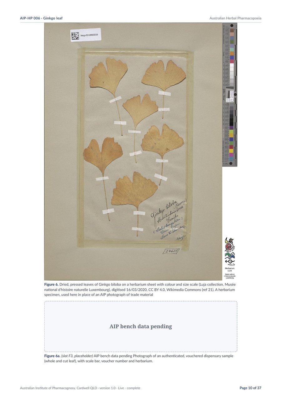 Page 10 of Ginkgo leaf