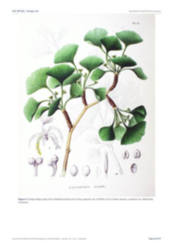 Page 8 of Ginkgo leaf