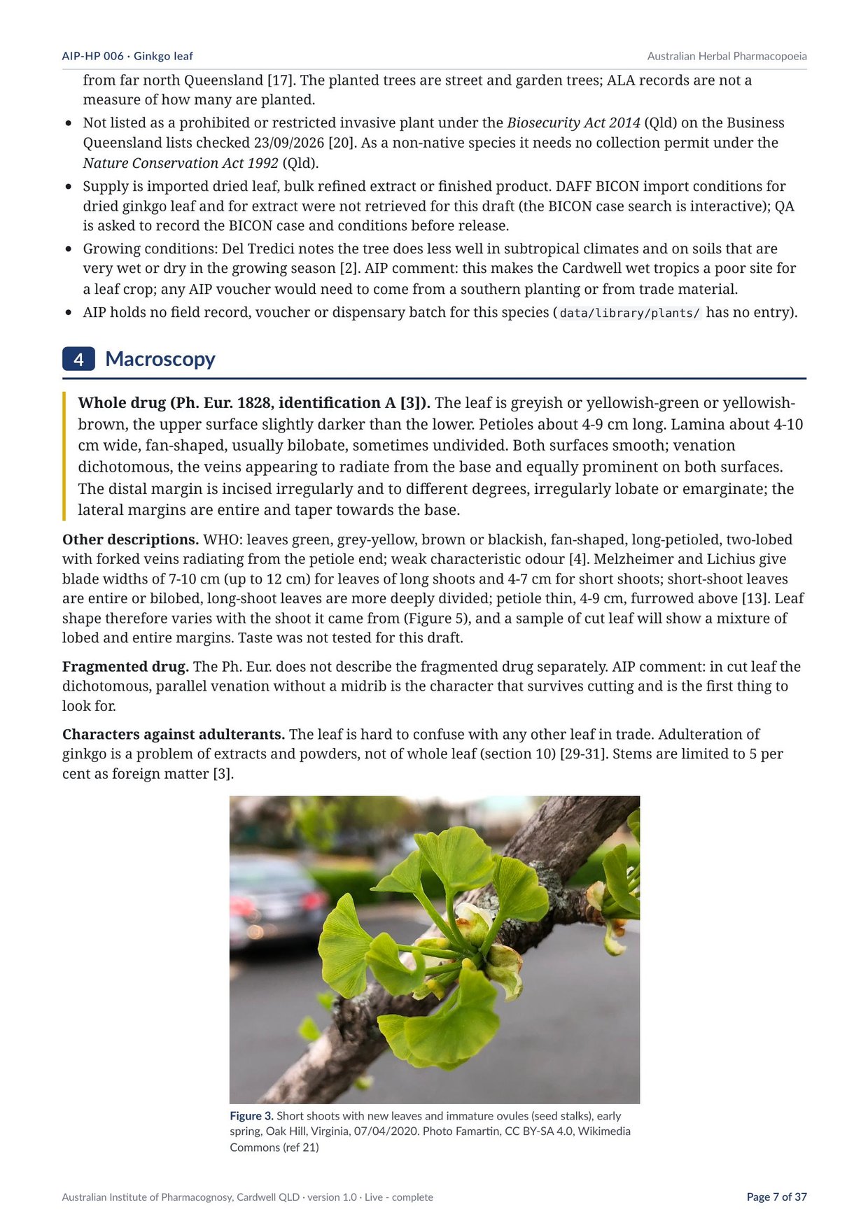 Page 7 of Ginkgo leaf